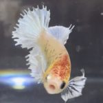 betta462