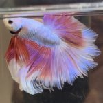 betta479