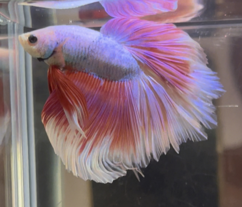 betta479