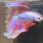 betta479