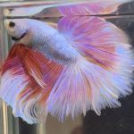 betta479