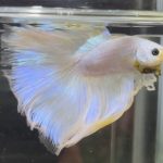 betta478