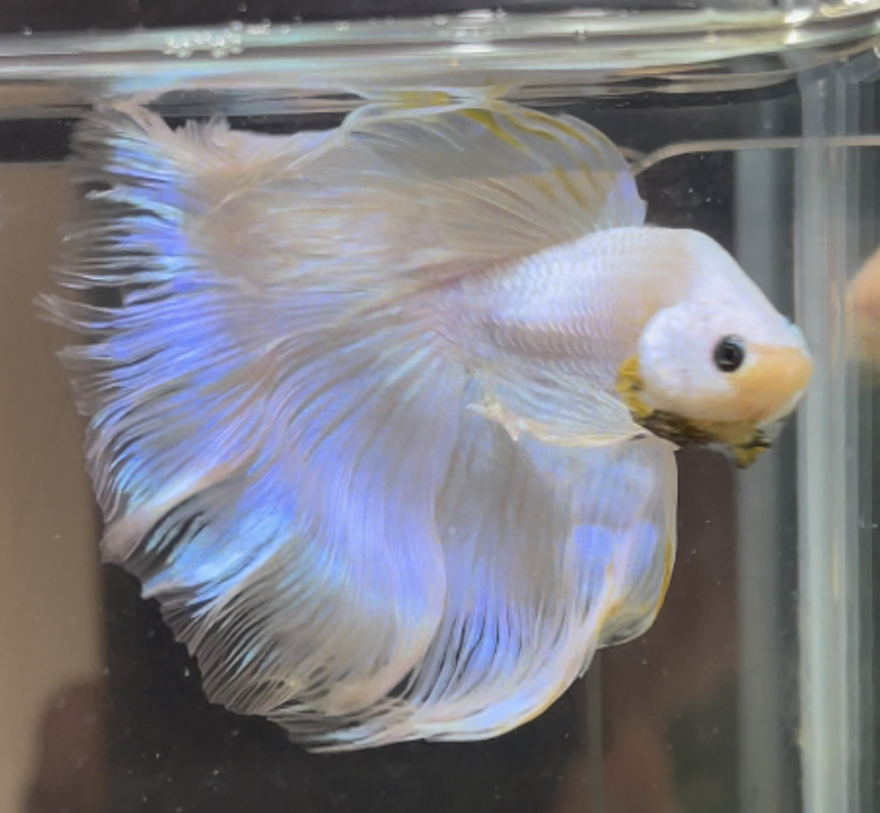 betta478