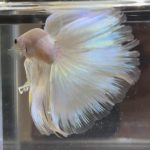 betta478