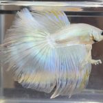 betta478