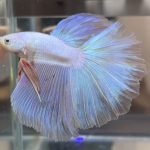 betta477