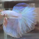 betta477