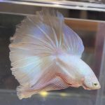 betta477