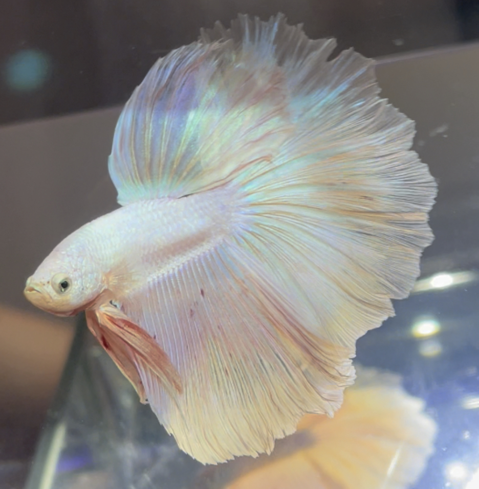 betta477