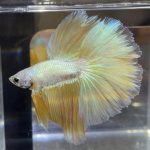 betta476