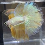 betta476