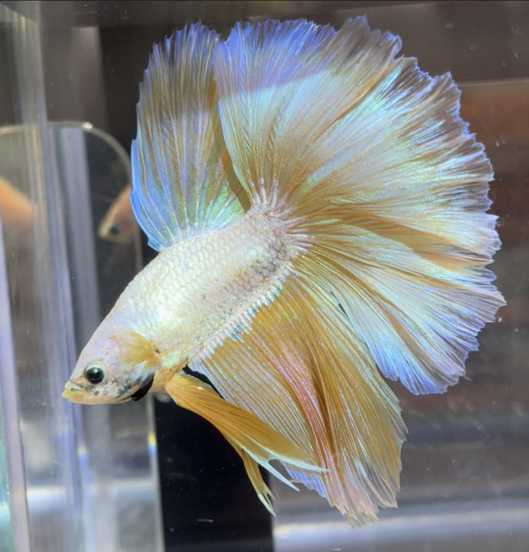 betta476