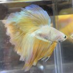 betta476