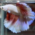 betta475