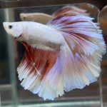 betta475