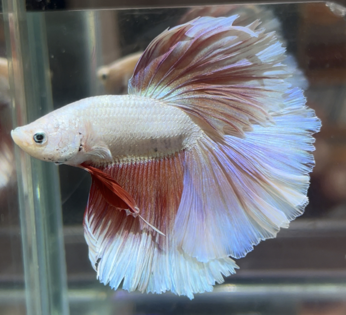 betta475