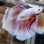 betta475