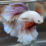 betta475
