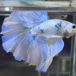 betta474