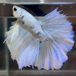 betta474
