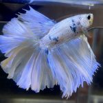 betta474