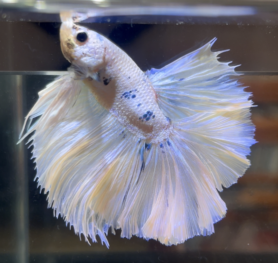 betta474
