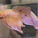 betta473
