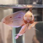 betta473