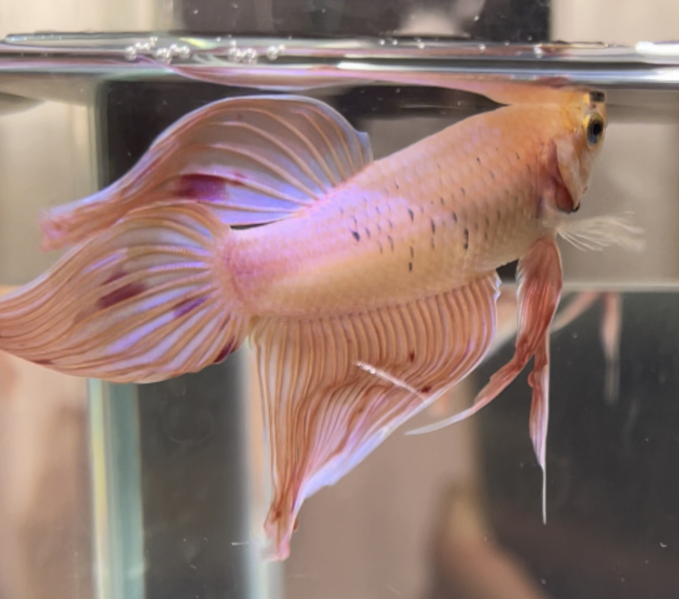 betta473