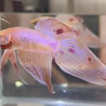betta473