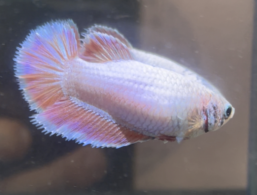betta461