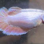 betta461