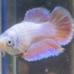 betta461
