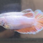 betta461