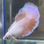 betta461
