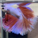 betta472
