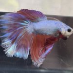 betta472