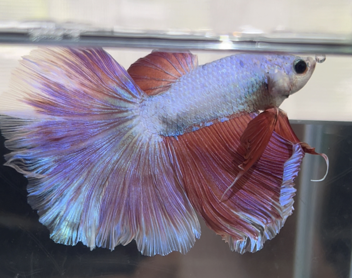 betta472