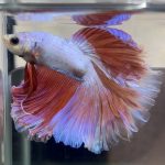 betta472