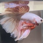 betta471