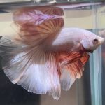 betta471