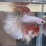 betta471
