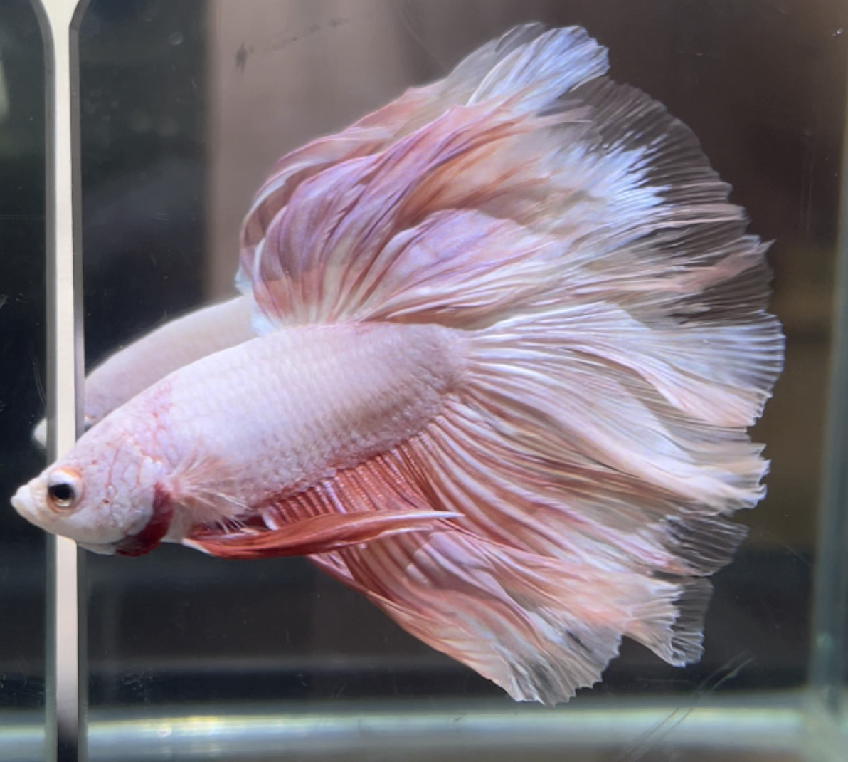 betta471