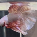 betta471