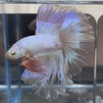 betta470