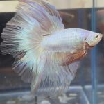 betta470