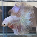 betta470