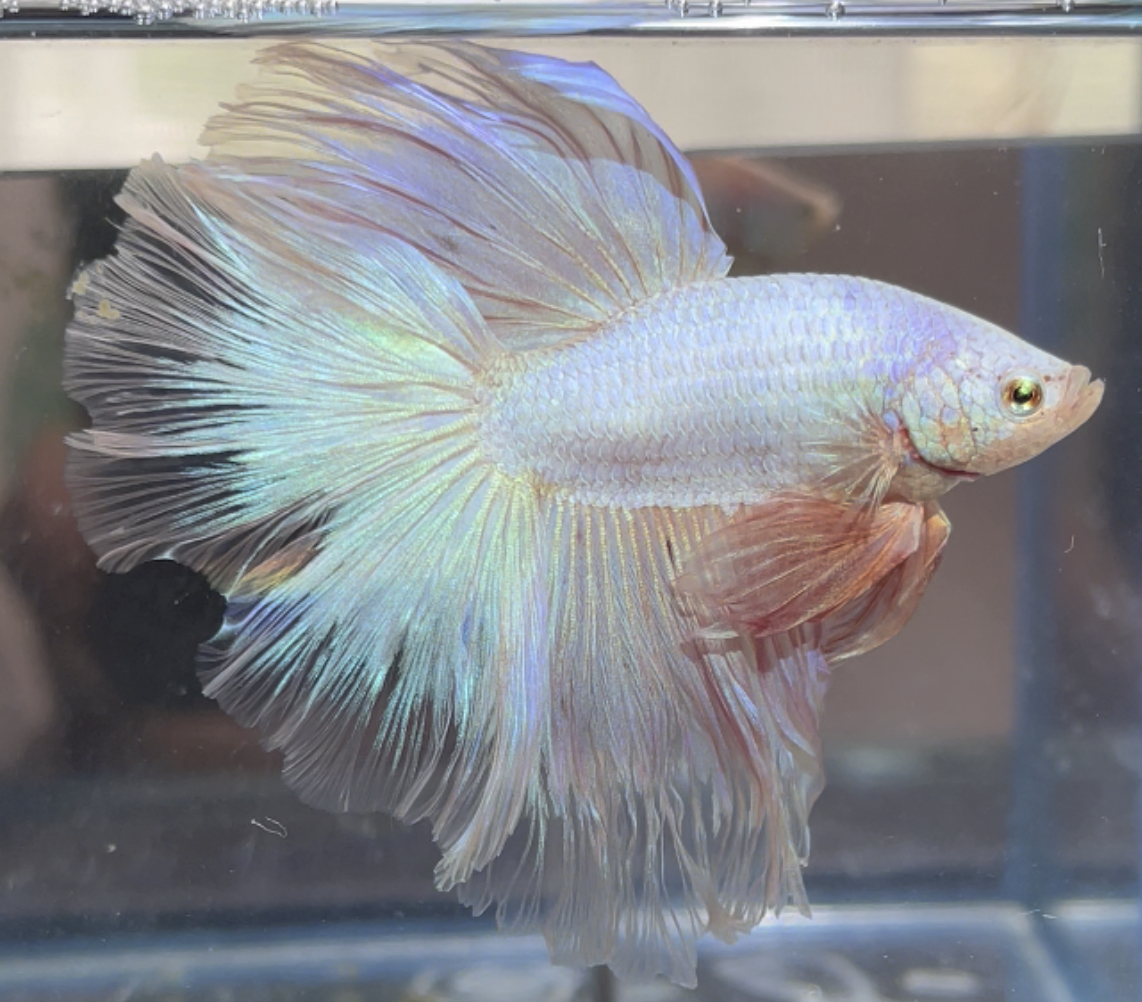 betta470