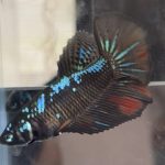 betta459