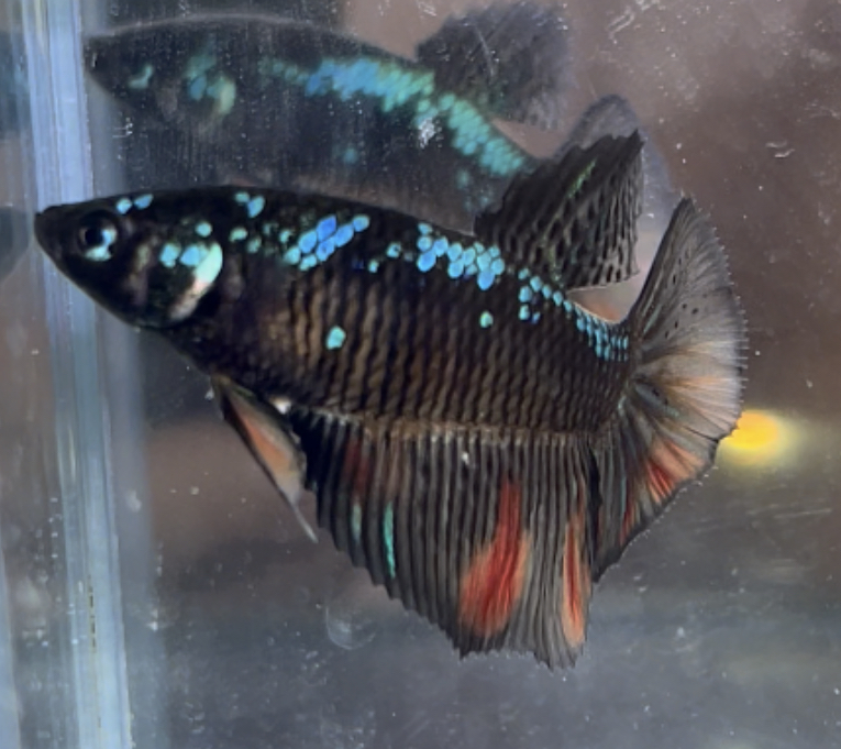 betta459